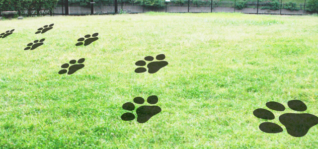 footprint_on_grass