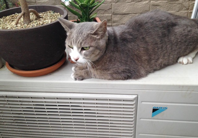 エアコンの室外機の上に植木鉢や猫を置かないようにしましょう