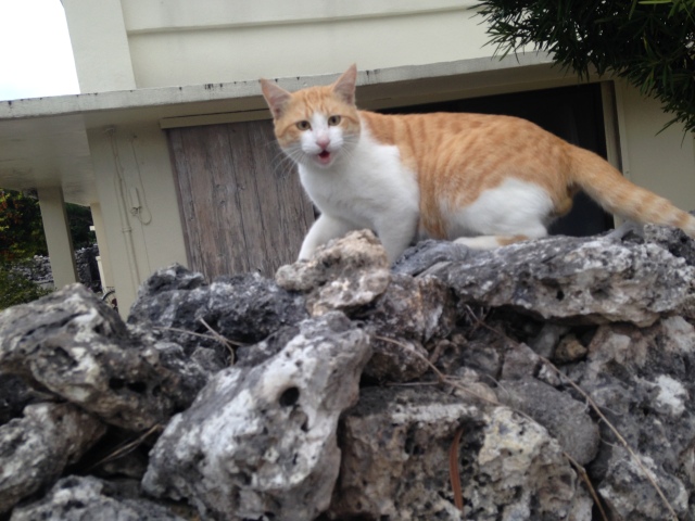 竹富島でなんかめっちゃしゃべってくる猫