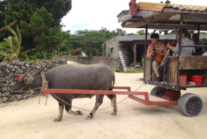 竹富島の牛車