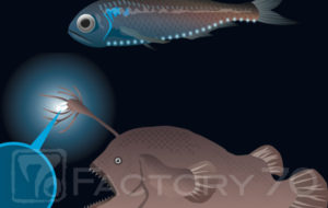 特別展「深海　2017」図録イラスト制作実績 発光する深海魚のイラスト